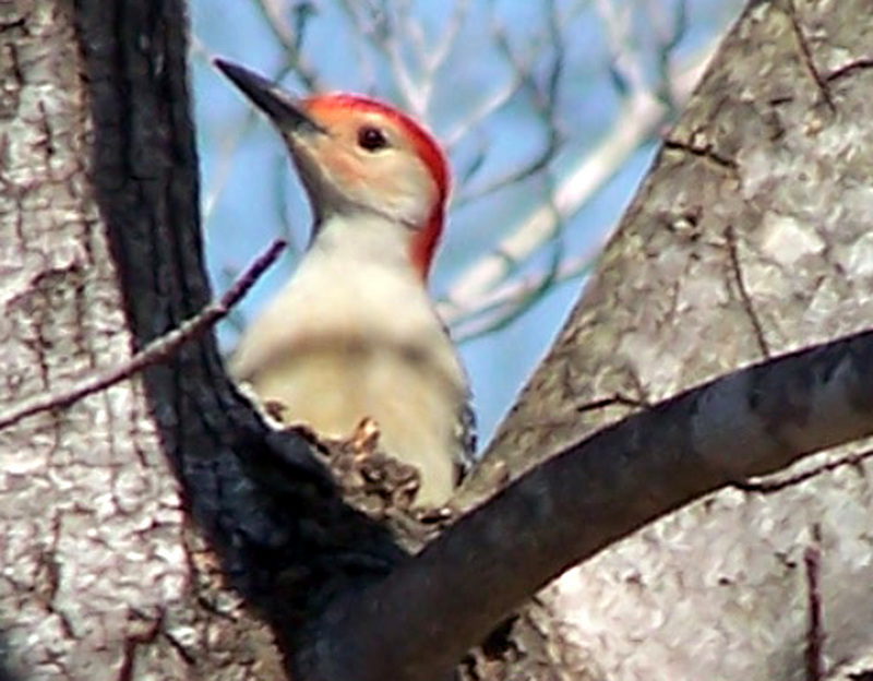 Red Head; DISPLAY FULL IMAGE.