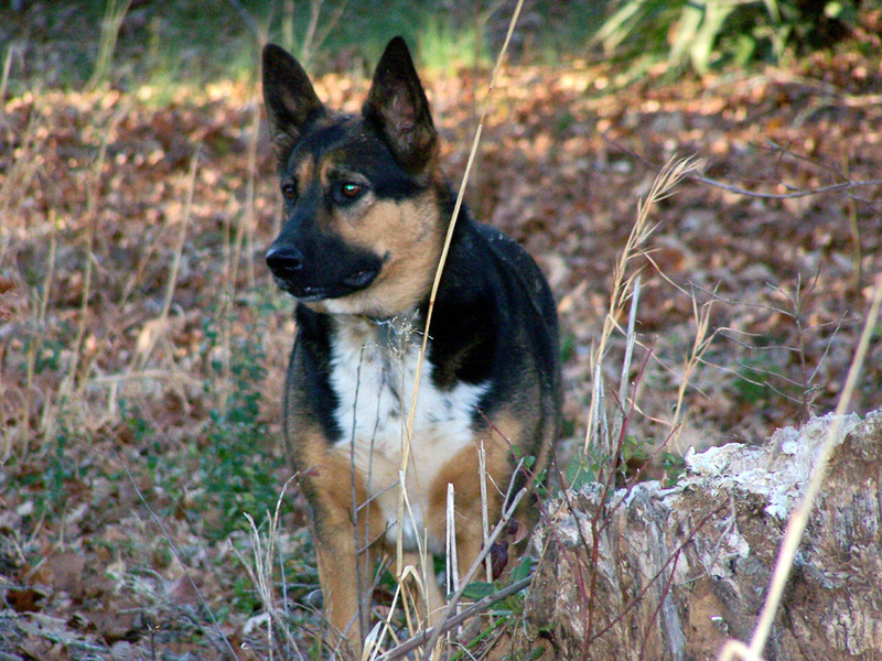 Dallie; DISPLAY FULL IMAGE.