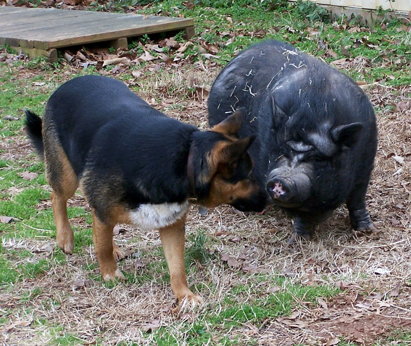 Dallie and Fluffy; DISPLAY FULL IMAGE.