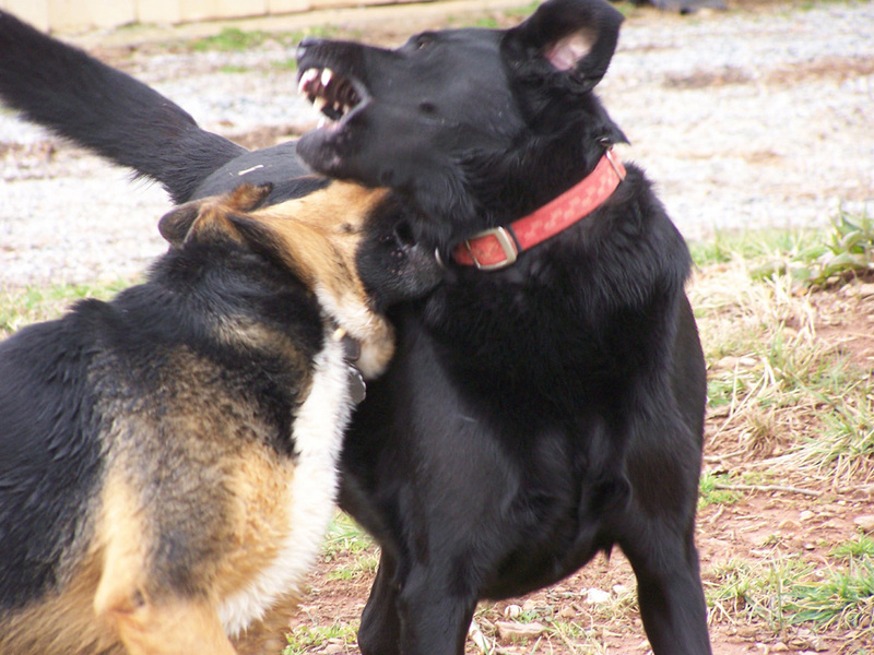 Dallie and Mallory; DISPLAY FULL IMAGE.