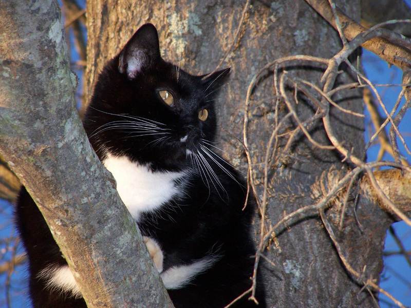 Tux; DISPLAY FULL IMAGE.