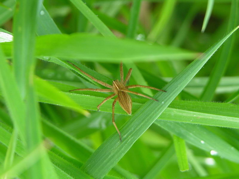 wolf spider; DISPLAY FULL IMAGE.