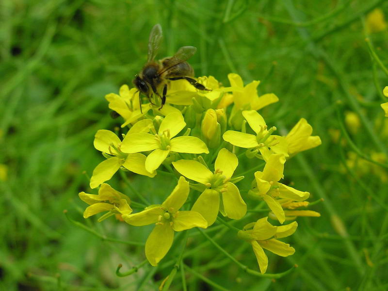 bee; DISPLAY FULL IMAGE.