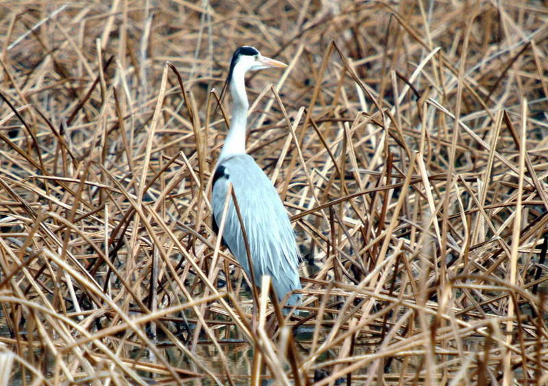 Ardea cinerea (Gray Heron) {!--왜가리-->; DISPLAY FULL IMAGE.