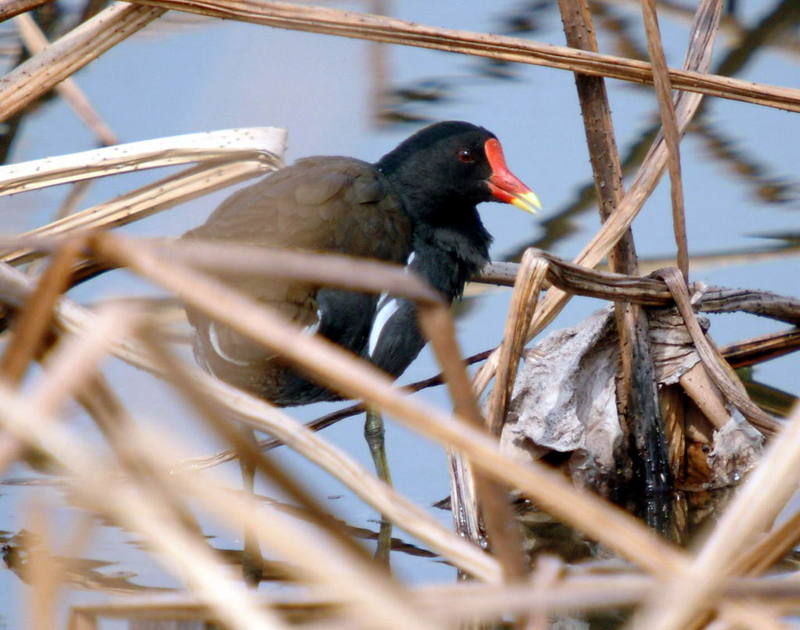 Gallinula chloropus (Common Moorhen) {!--쇠물닭-->; DISPLAY FULL IMAGE.