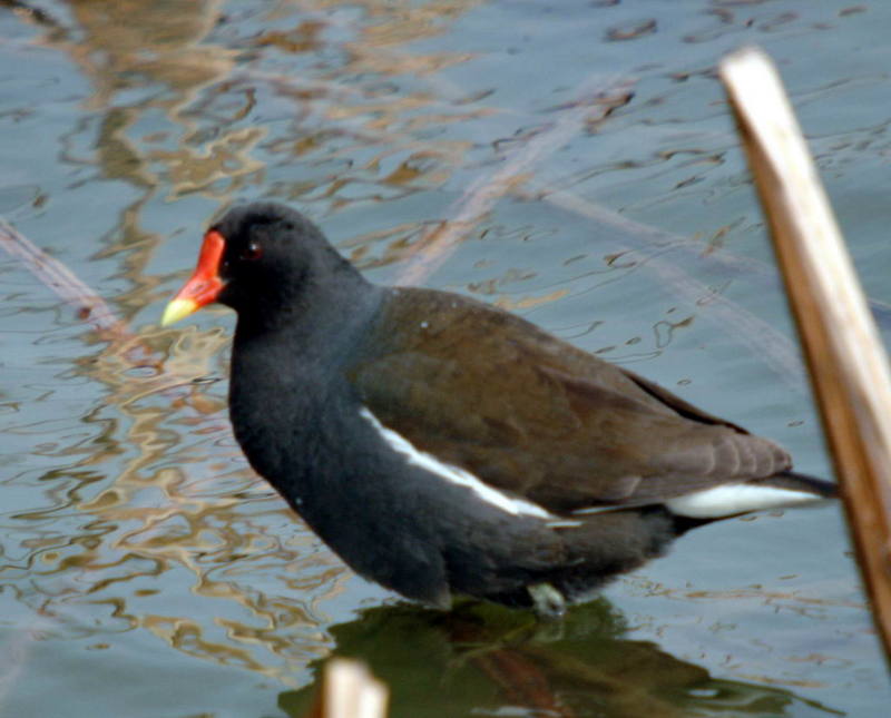 Gallinula chloropus (Common Moorhen) {!--쇠물닭-->; DISPLAY FULL IMAGE.