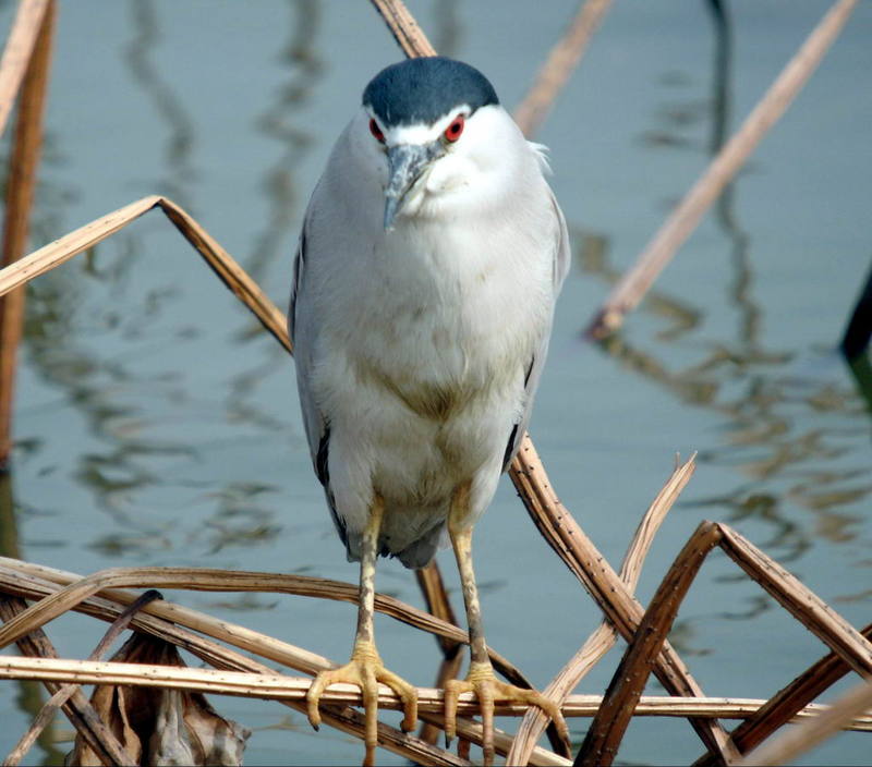 Nycticorax nycticorax (Black-crowned Night Heron) {!--해오라기-->; DISPLAY FULL IMAGE.