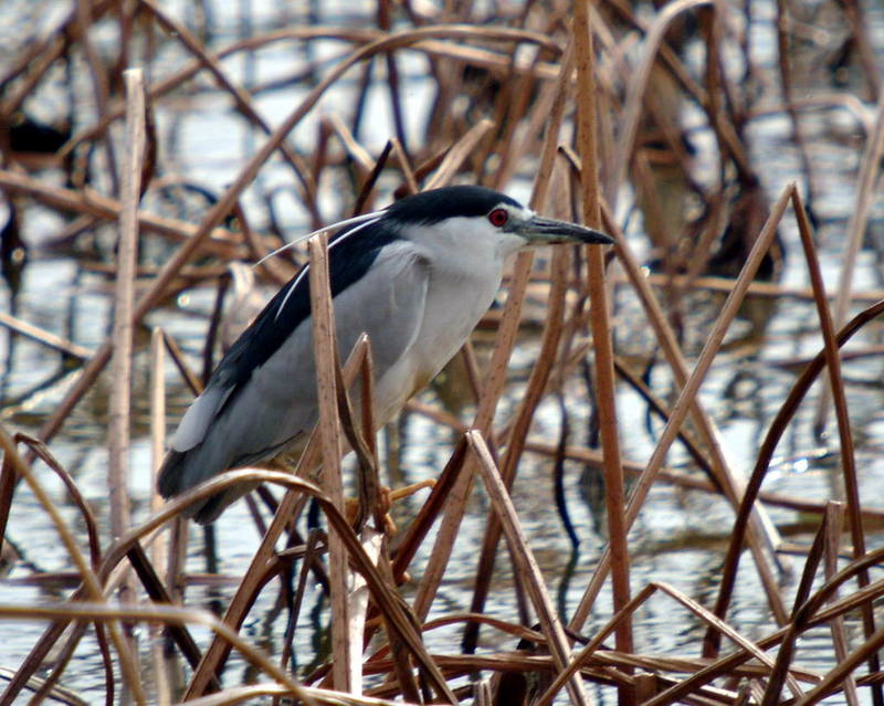 Nycticorax nycticorax (Black-crowned Night Heron) {!--해오라기-->; DISPLAY FULL IMAGE.