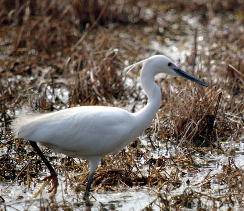 Egretta garzetta garzetta (Little Egret) {!--쇠백로-->; DISPLAY FULL IMAGE.