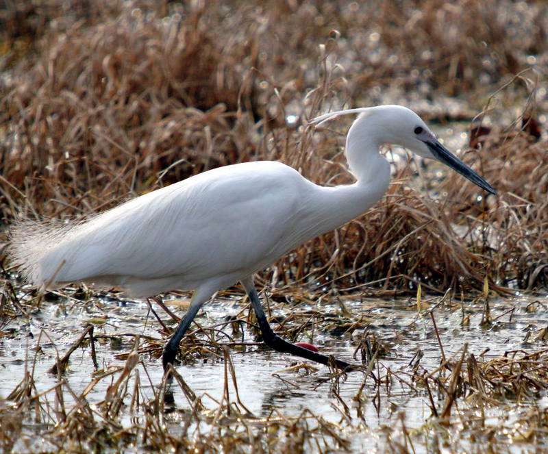 Egretta garzetta garzetta (Little Egret) {!--쇠백로-->; DISPLAY FULL IMAGE.
