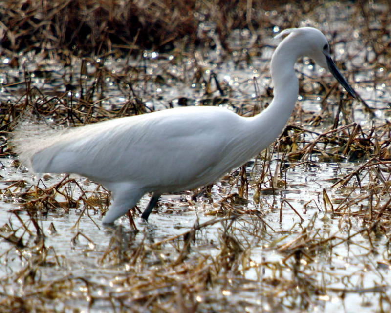 Egretta garzetta garzetta (Little Egret) {!--쇠백로-->; DISPLAY FULL IMAGE.