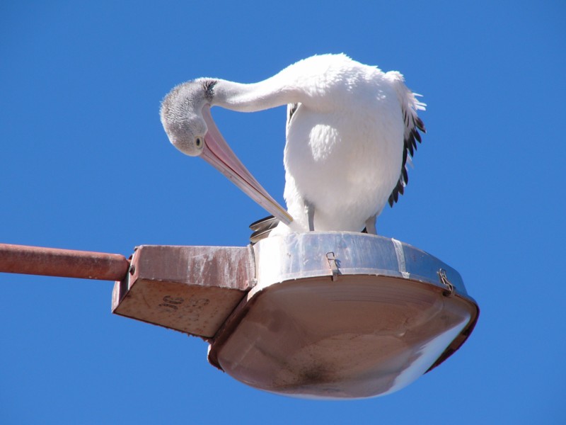 Australian pelican on pole; DISPLAY FULL IMAGE.