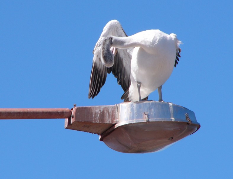 Australian pelican on pole; DISPLAY FULL IMAGE.