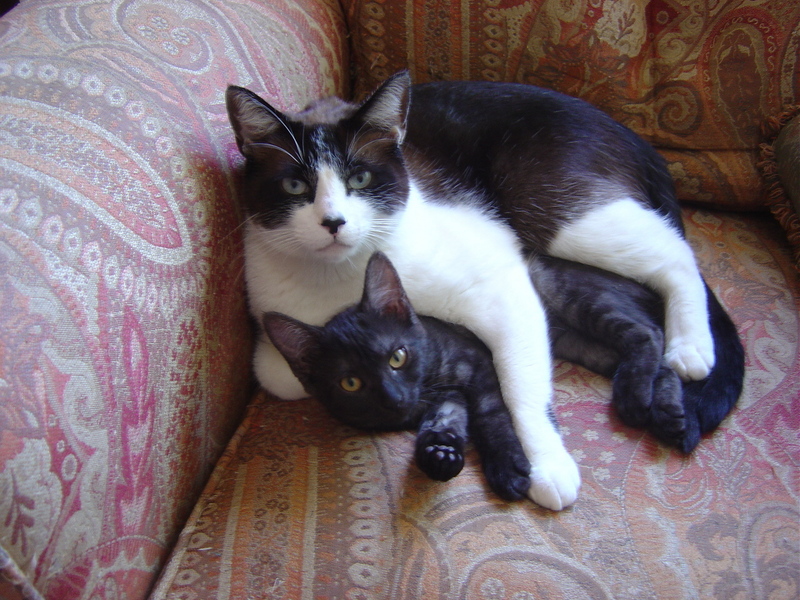 Cin Jin and Miney so Finey with her Little Black Hiney; DISPLAY FULL IMAGE.