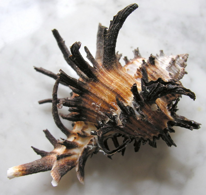 SHELL Murex endivia 1; DISPLAY FULL IMAGE.