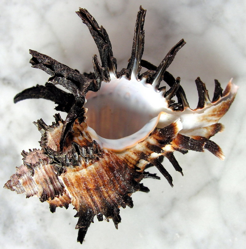 SHELL Murex endivia 2; DISPLAY FULL IMAGE.