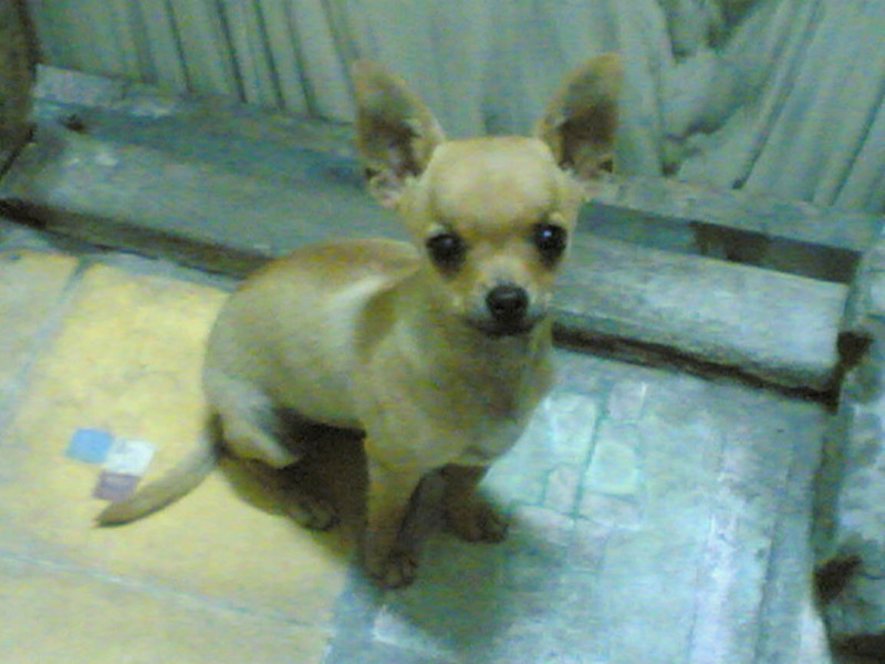 Dog; DISPLAY FULL IMAGE.