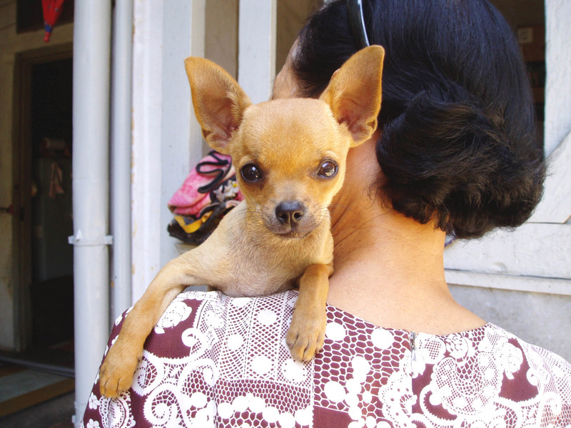 Chihuahua Tu Tu; DISPLAY FULL IMAGE.