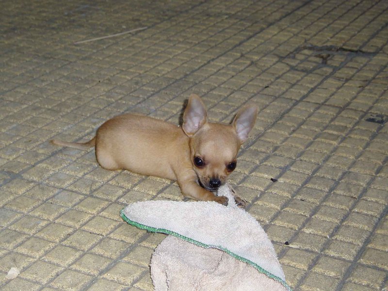Chihuahua; DISPLAY FULL IMAGE.