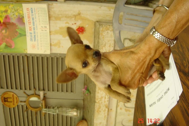 Chihuahua; DISPLAY FULL IMAGE.