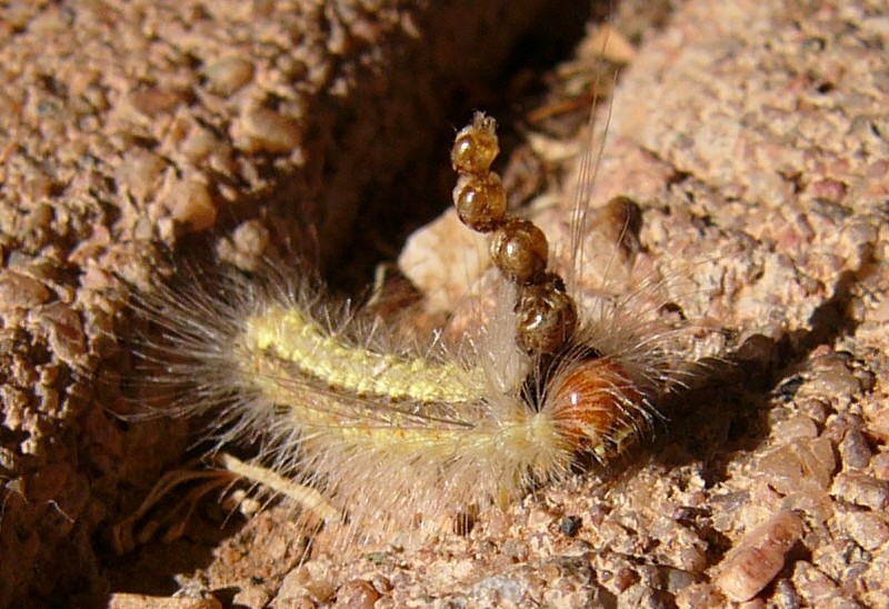 wierd caterpillar 2; DISPLAY FULL IMAGE.