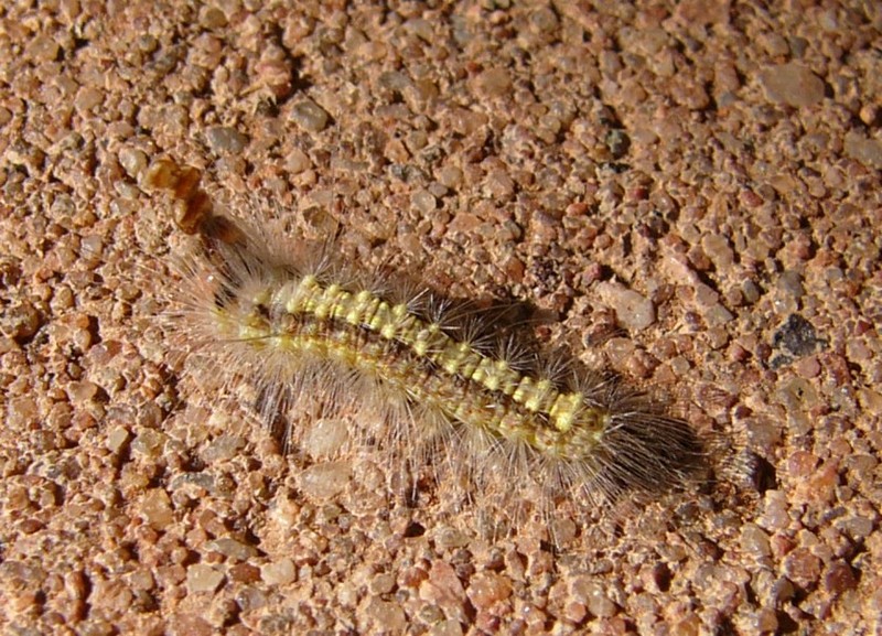 wierd caterpillar; DISPLAY FULL IMAGE.