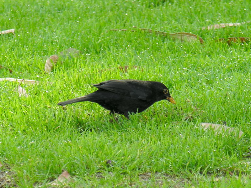 Common BLACKBIRD 4; DISPLAY FULL IMAGE.