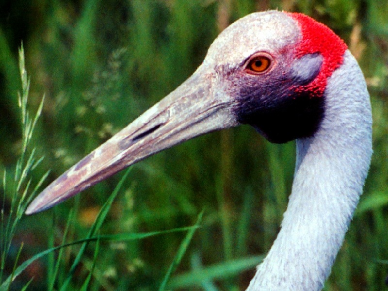 Brolga; DISPLAY FULL IMAGE.