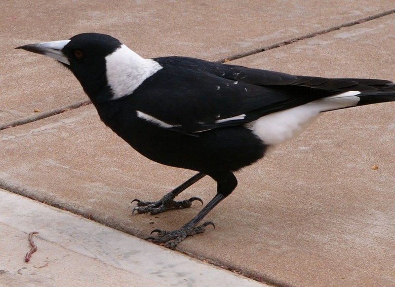 Australian magpie and worm 3; DISPLAY FULL IMAGE.