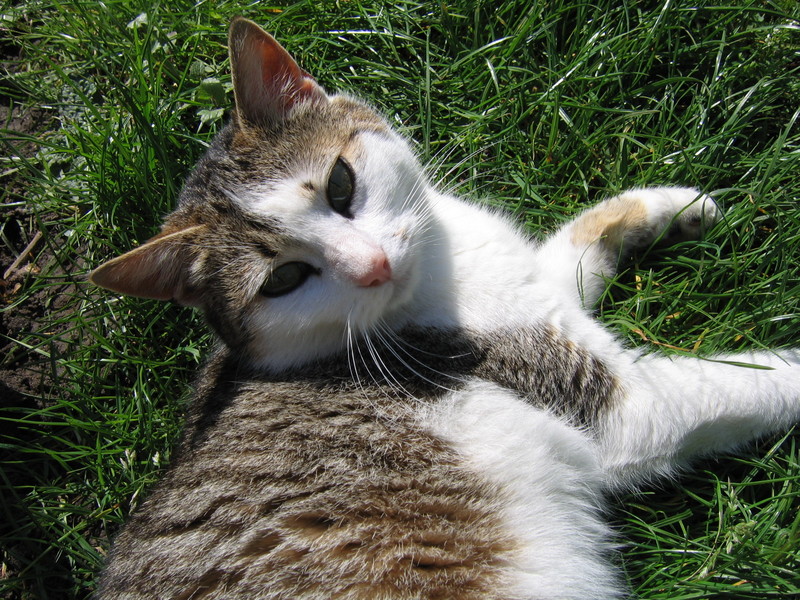 my cat; DISPLAY FULL IMAGE.