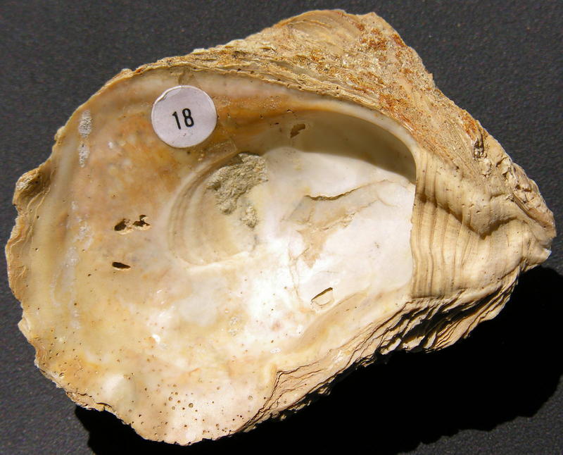 fossil 2; DISPLAY FULL IMAGE.