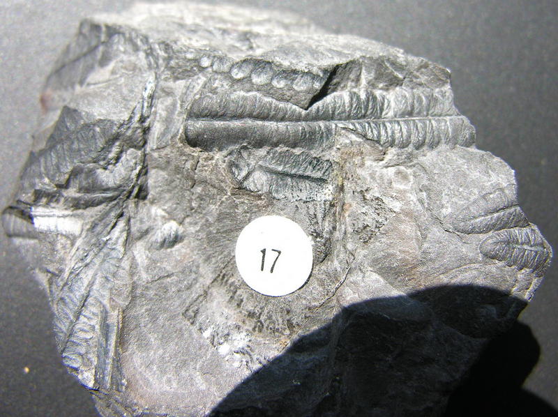 fossil 15; DISPLAY FULL IMAGE.