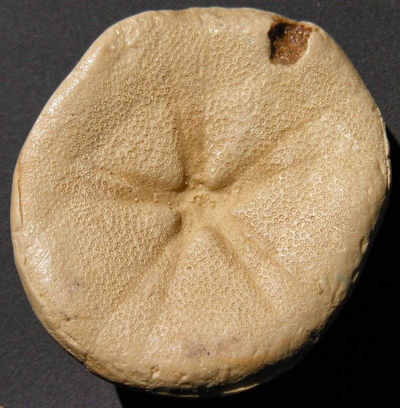 fossil 13; DISPLAY FULL IMAGE.