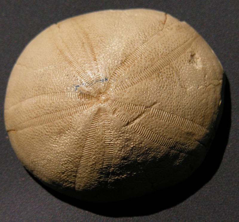 fossil 12; DISPLAY FULL IMAGE.