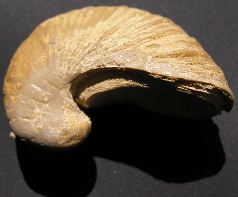 fossil 05; DISPLAY FULL IMAGE.