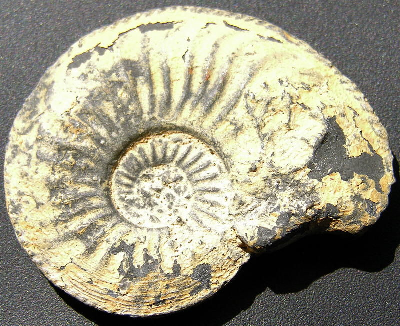 fossil 03; DISPLAY FULL IMAGE.