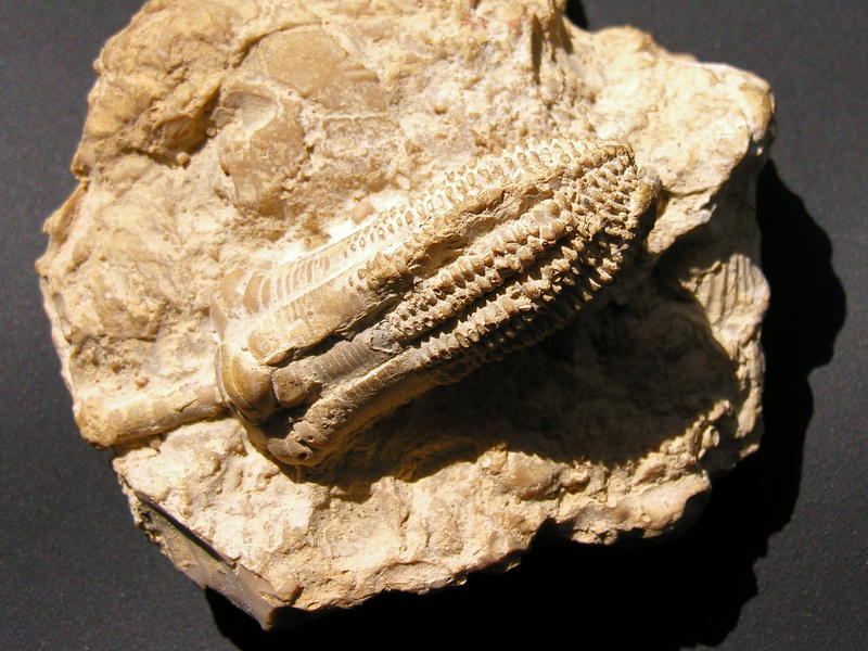 fossil 01; DISPLAY FULL IMAGE.