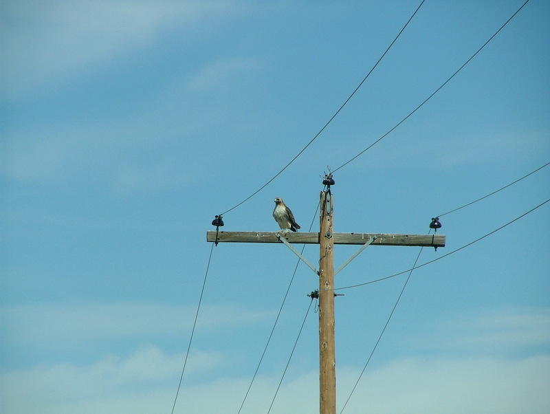 Red Tail Hawk; DISPLAY FULL IMAGE.