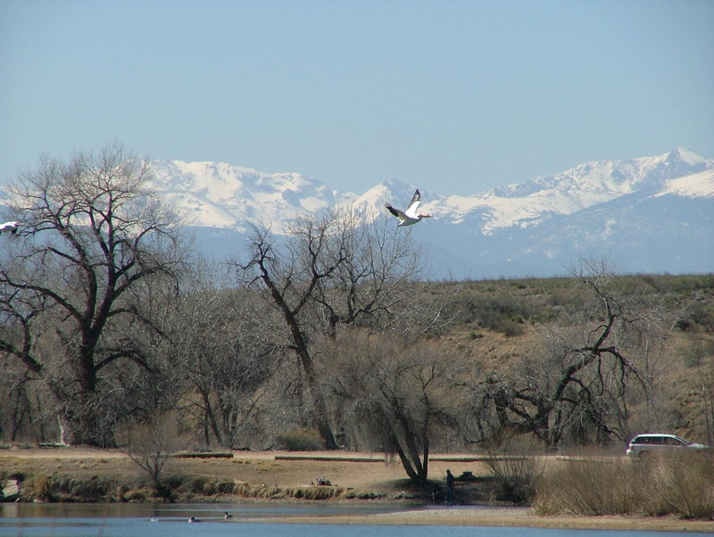 Pelican in flight; DISPLAY FULL IMAGE.