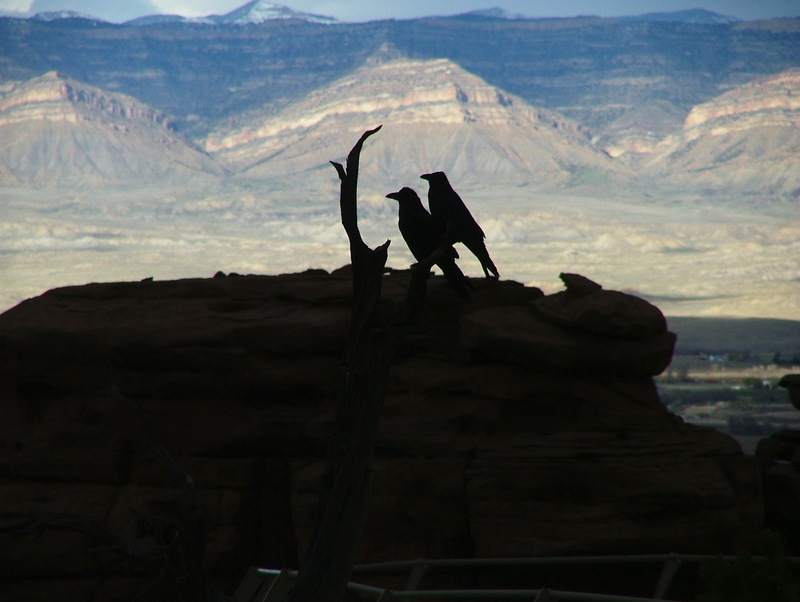 Pair of crows; DISPLAY FULL IMAGE.