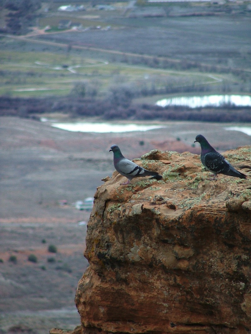Pigeons; DISPLAY FULL IMAGE.