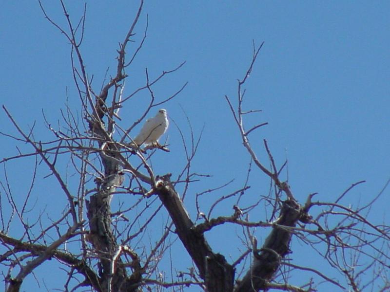 Albino Red Tailed Hawk; DISPLAY FULL IMAGE.