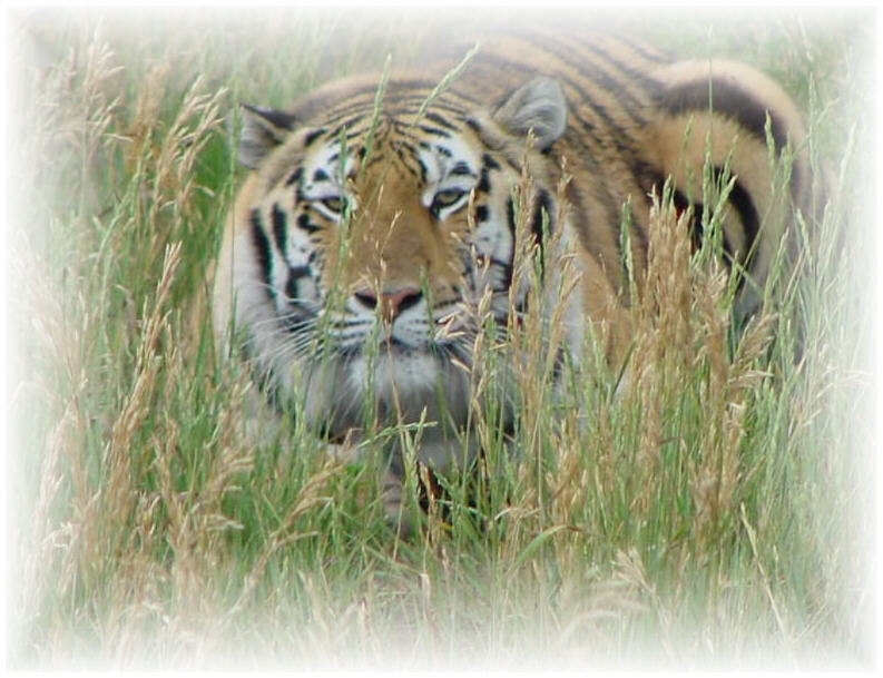 Tiger; DISPLAY FULL IMAGE.