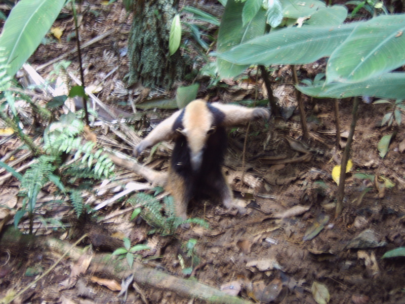 Tamandua; DISPLAY FULL IMAGE.