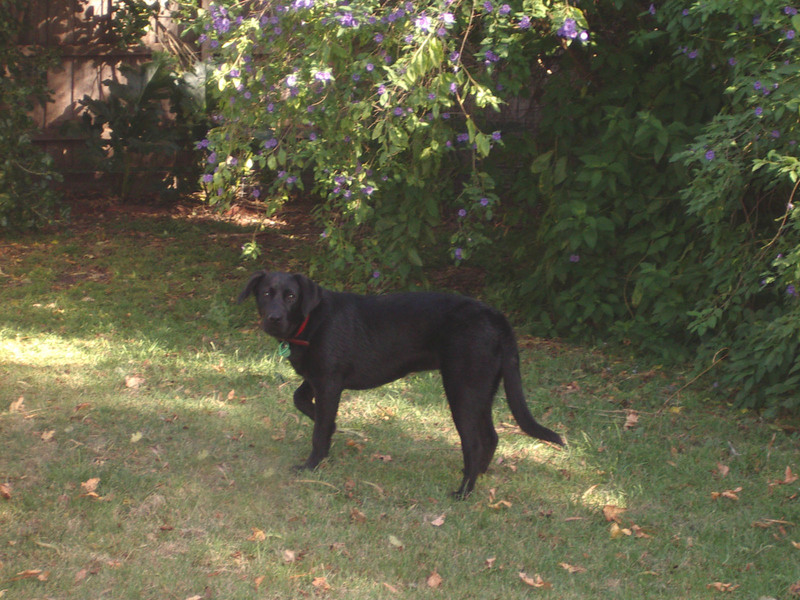 BELLA; DISPLAY FULL IMAGE.