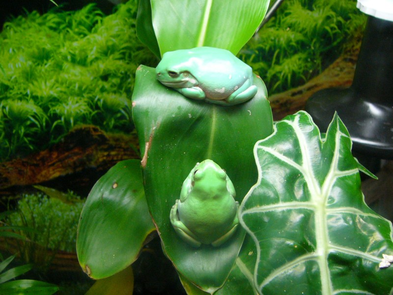 tree frogs 1; DISPLAY FULL IMAGE.