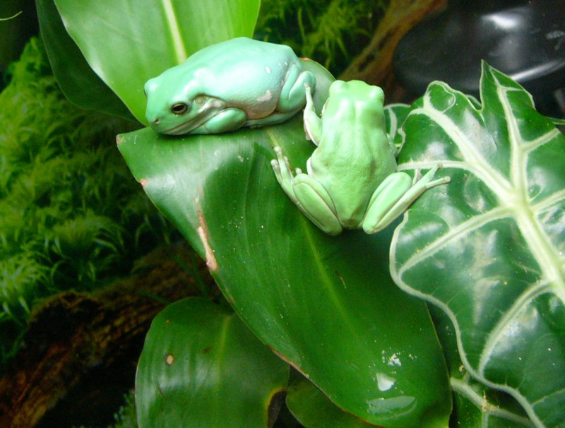 tree frogs 3; DISPLAY FULL IMAGE.