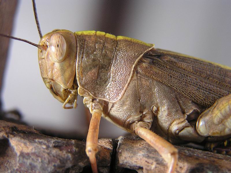 hopper; DISPLAY FULL IMAGE.