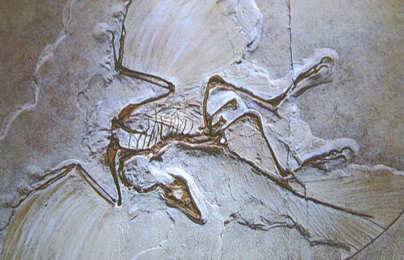 archaeopterix; DISPLAY FULL IMAGE.