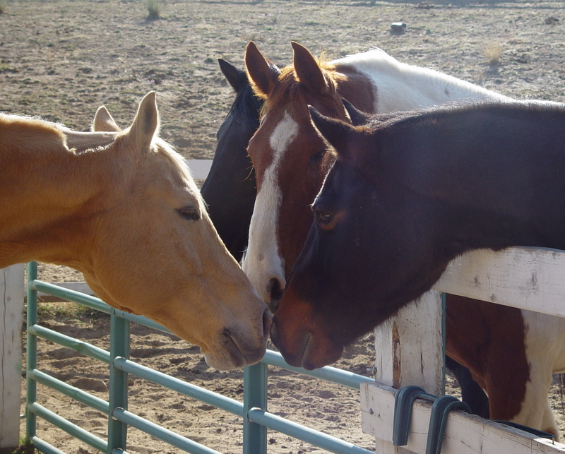 Butter, Comanche, Dakota and Thunder; DISPLAY FULL IMAGE.